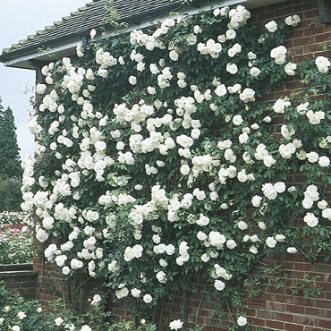 Rosa 'Climbing Iceberg' - Climbing Rose